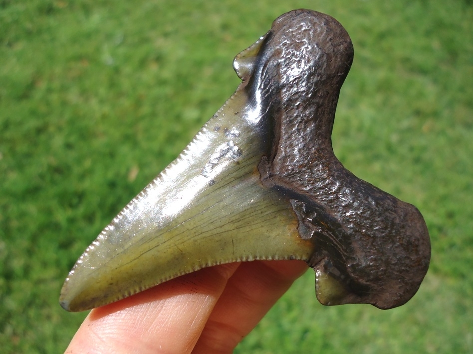 Large image 3 Stunning Apple Green Suwannee River Auriculatus Shark Tooth