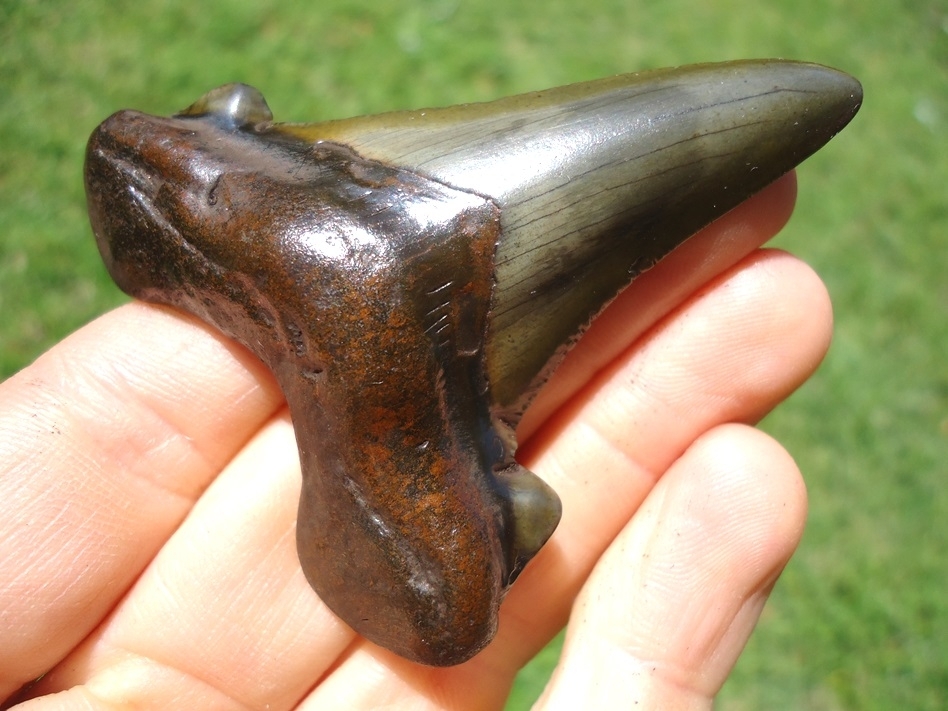 Large image 5 Stunning Apple Green Suwannee River Auriculatus Shark Tooth