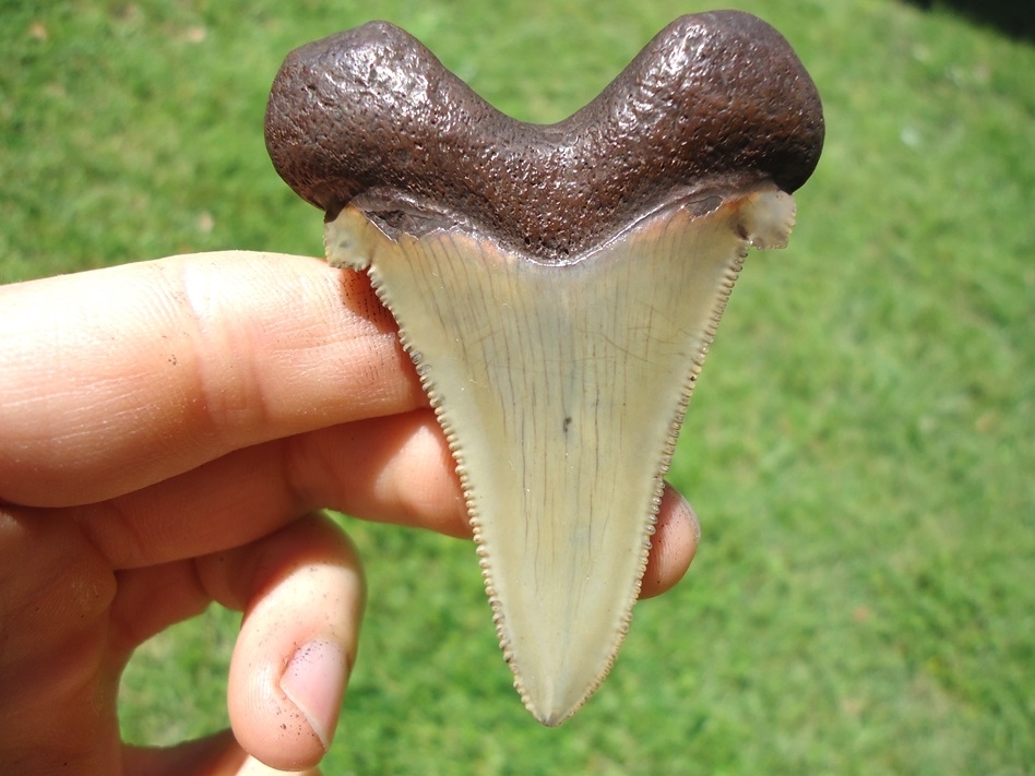 Large image 1 Super Crisp Suwannee River Auriculatus Shark Tooth