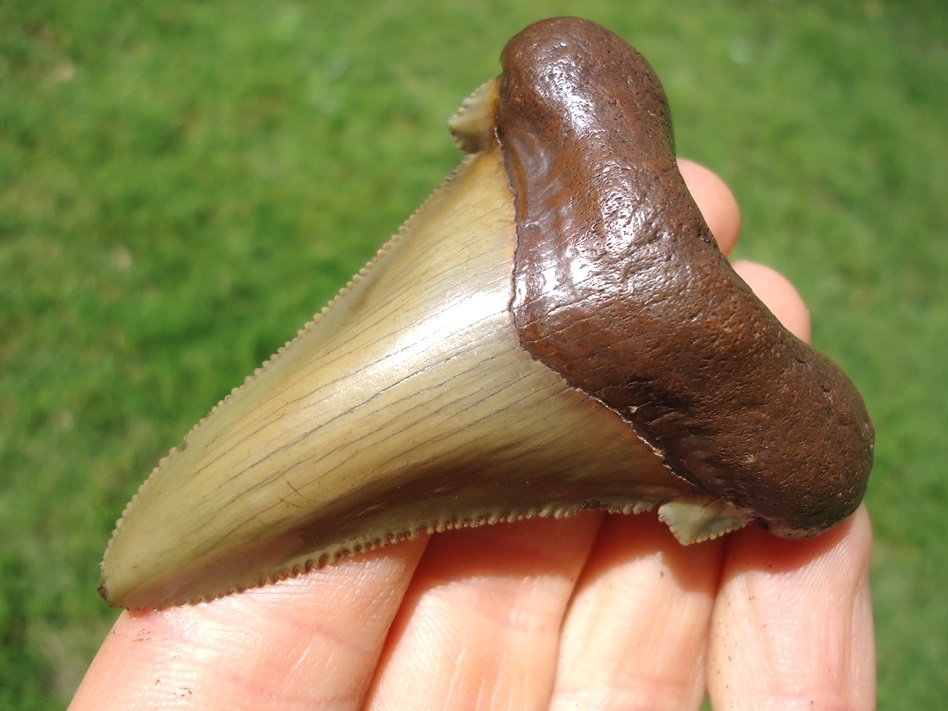 Large image 2 Super Crisp Suwannee River Auriculatus Shark Tooth