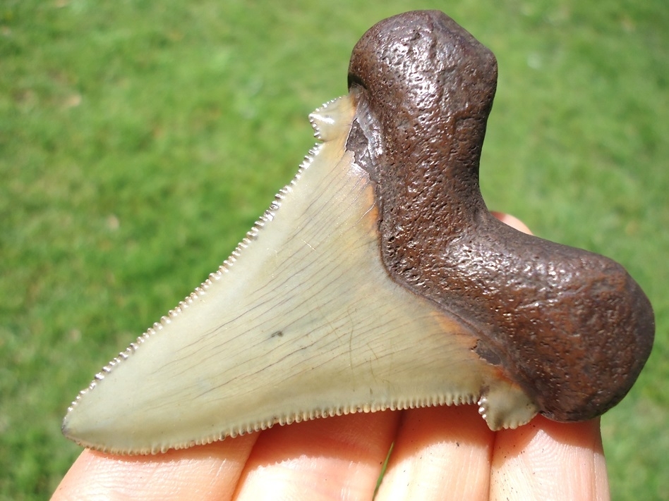 Large image 3 Super Crisp Suwannee River Auriculatus Shark Tooth