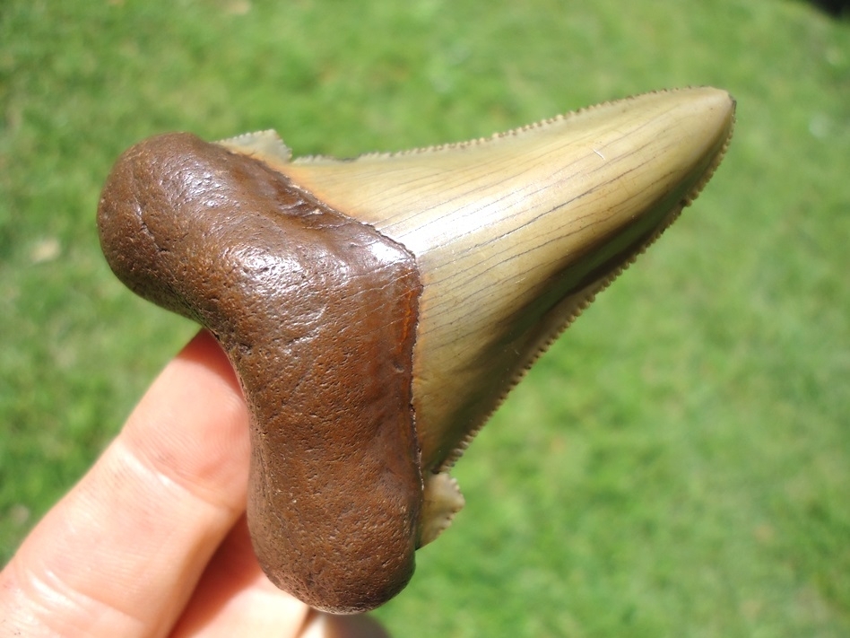 Large image 4 Super Crisp Suwannee River Auriculatus Shark Tooth