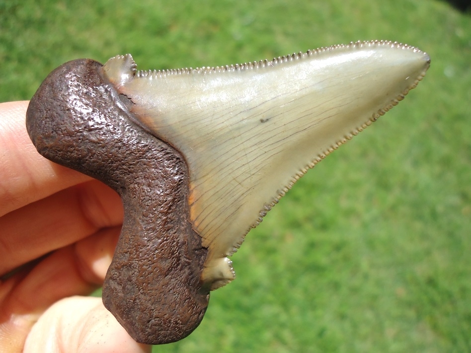 Large image 5 Super Crisp Suwannee River Auriculatus Shark Tooth