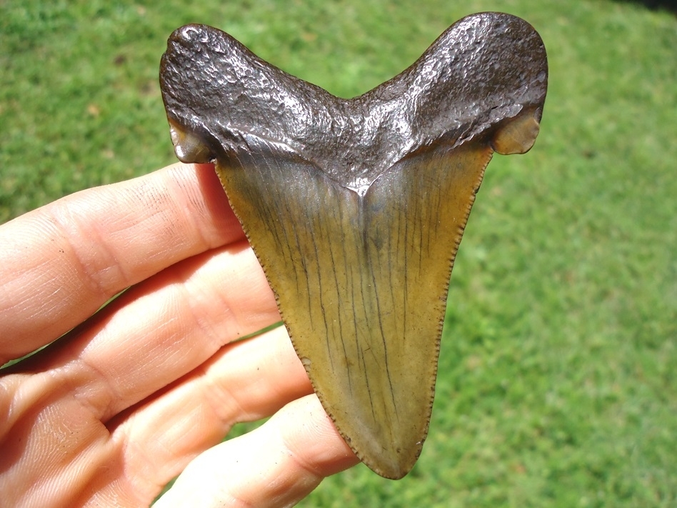 Large image 1 Mack Daddy 3.07' Suwannee River Auriculatus Shark Tooth