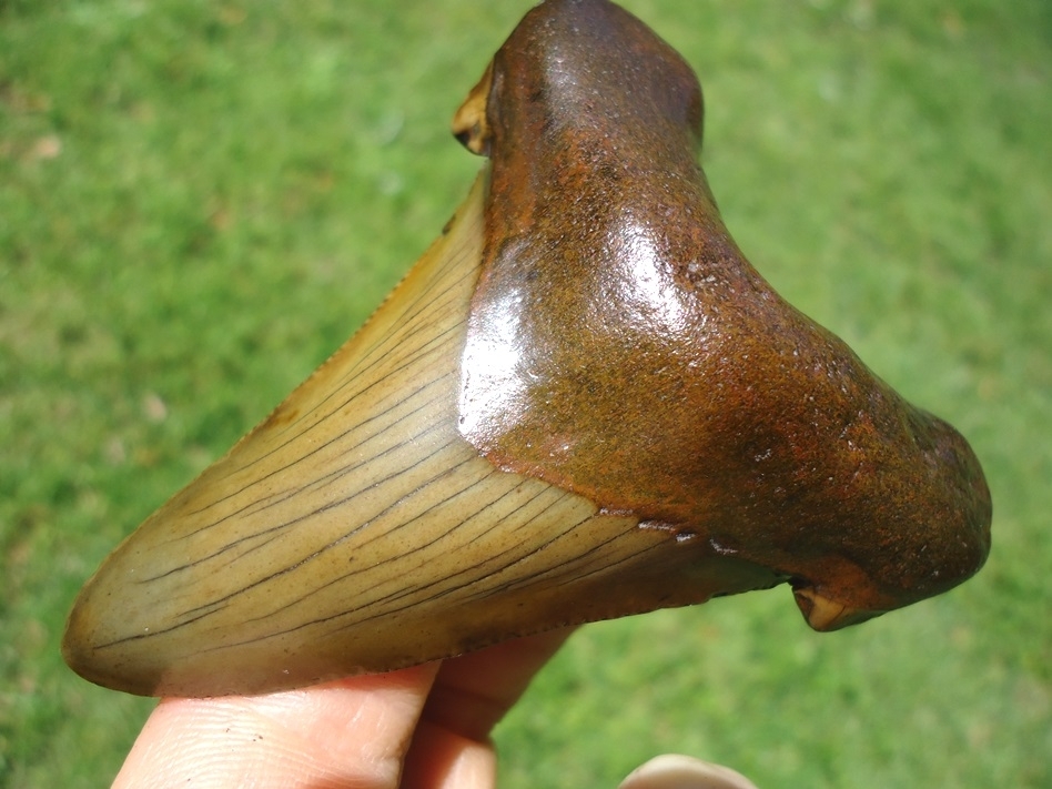 Large image 2 Mack Daddy 3.07' Suwannee River Auriculatus Shark Tooth