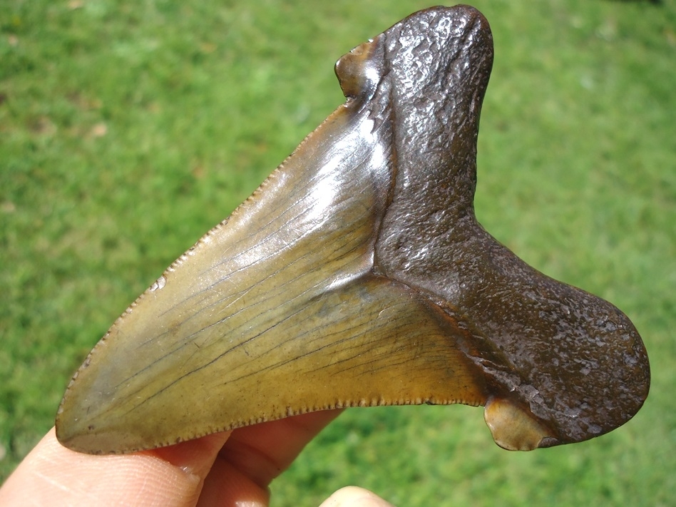 Large image 3 Mack Daddy 3.07' Suwannee River Auriculatus Shark Tooth