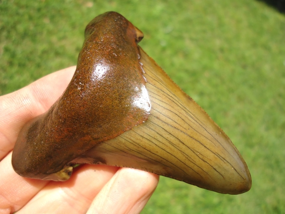 Large image 4 Mack Daddy 3.07' Suwannee River Auriculatus Shark Tooth