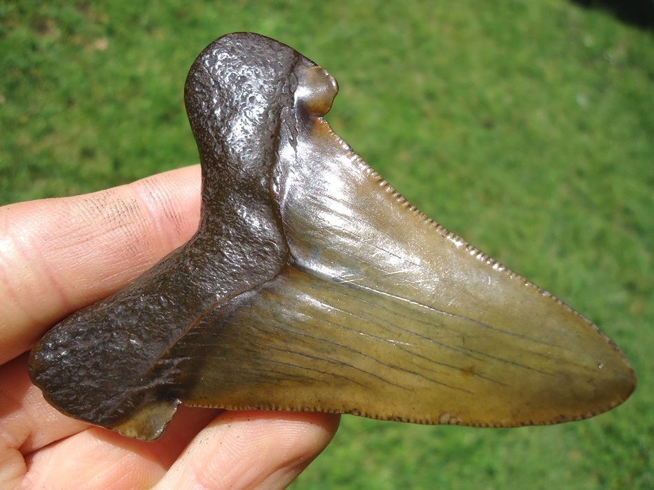 Large image 5 Mack Daddy 3.07' Suwannee River Auriculatus Shark Tooth