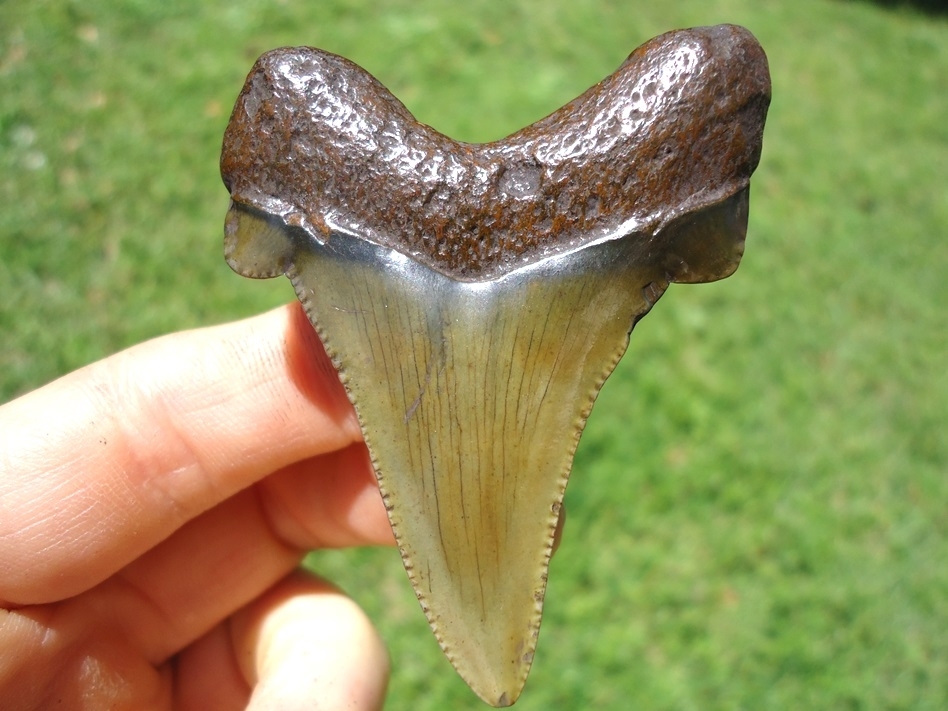 Large image 1 Quality Apple Green Suwannee River Auriculatus Shark Tooth