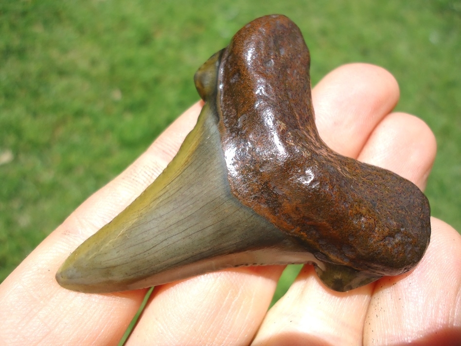 Large image 2 Quality Apple Green Suwannee River Auriculatus Shark Tooth