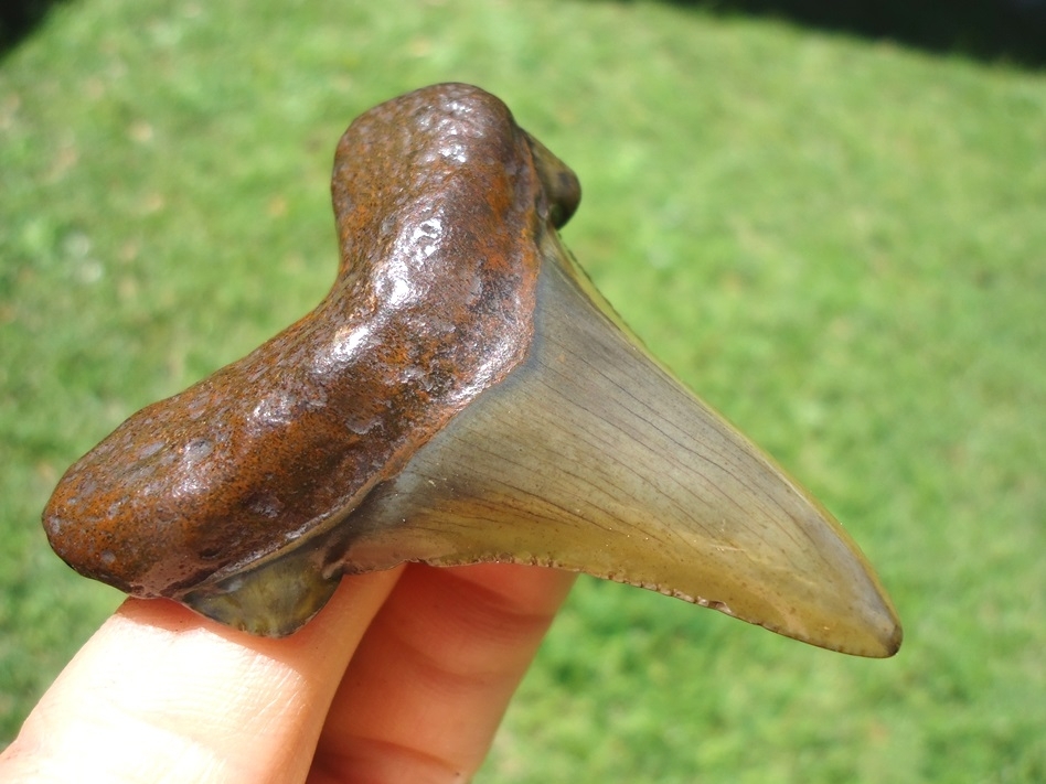 Large image 4 Quality Apple Green Suwannee River Auriculatus Shark Tooth