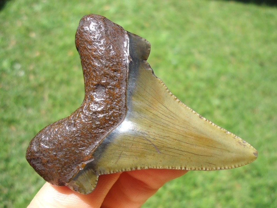 Large image 5 Quality Apple Green Suwannee River Auriculatus Shark Tooth