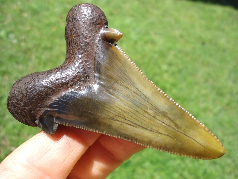 Large image 1 2.77' Suwannee River Dagger Auriculatus Shark Tooth