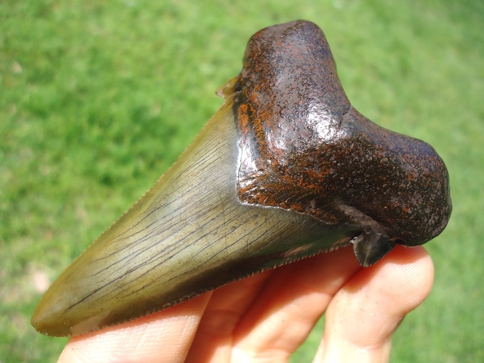 Large image 2 2.77' Suwannee River Dagger Auriculatus Shark Tooth