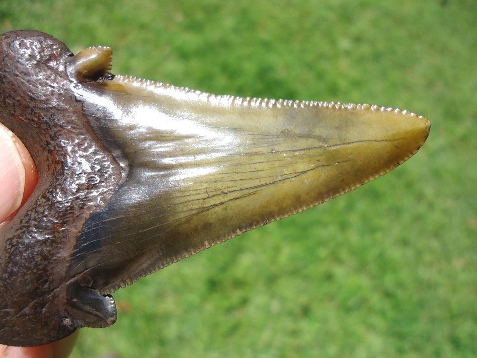 Large image 4 2.77' Suwannee River Dagger Auriculatus Shark Tooth