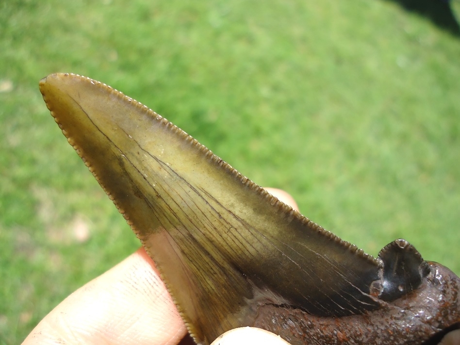 Large image 6 2.77' Suwannee River Dagger Auriculatus Shark Tooth