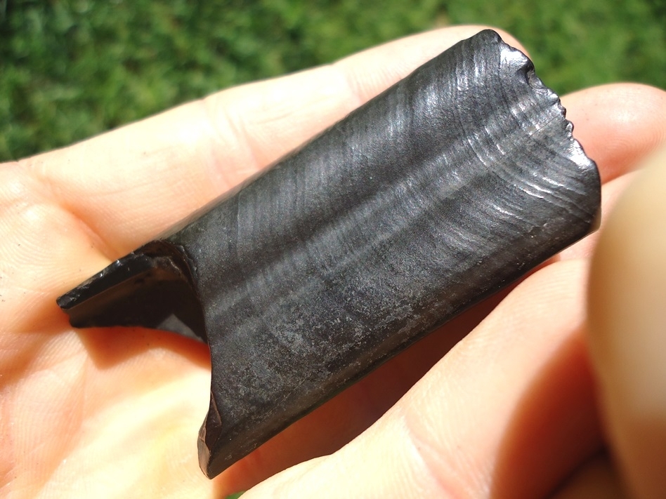 Large image 4 High Quality Paramylodon Sloth Tooth