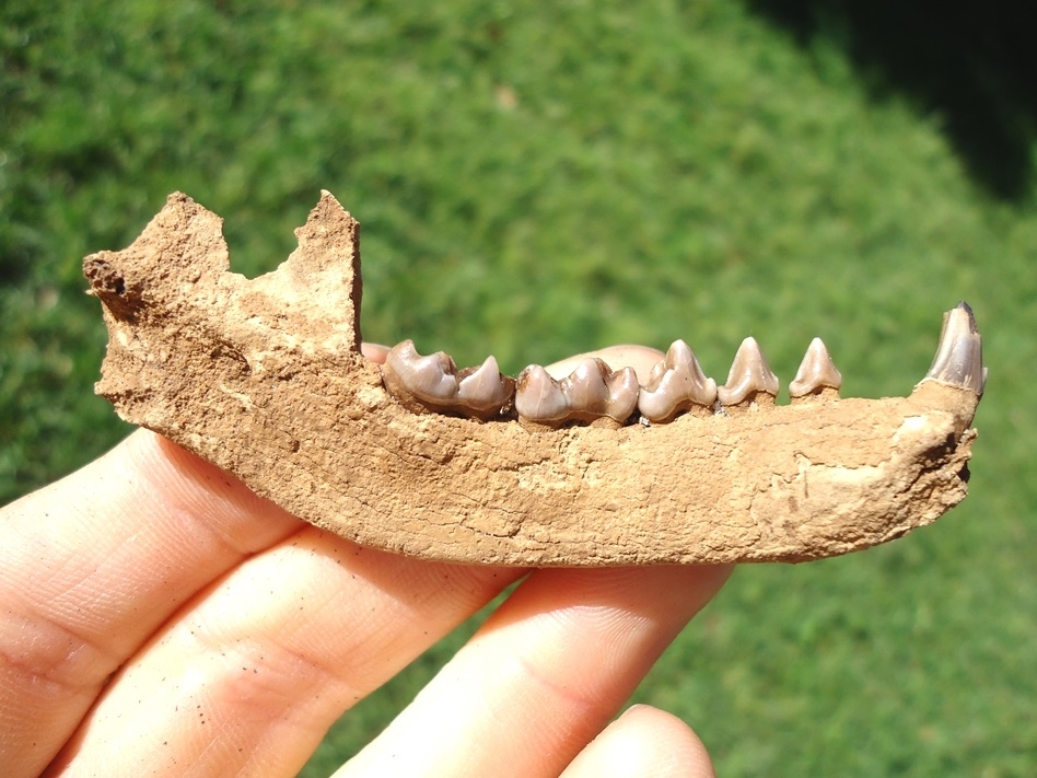 Large image 1 Awesome Raccoon Mandible with Six Teeth Intact