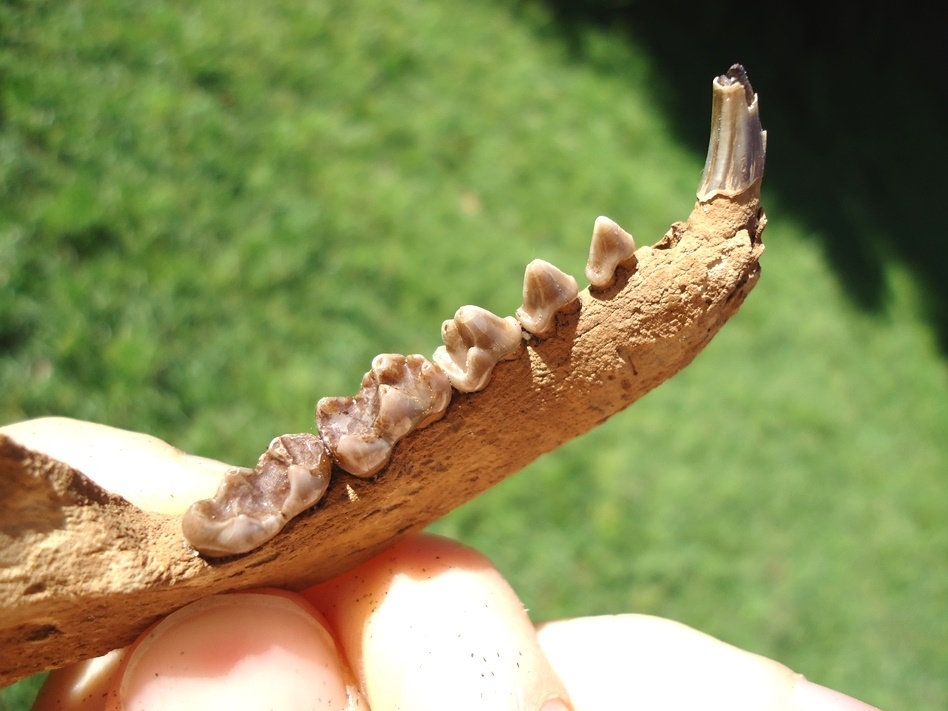 Large image 2 Awesome Raccoon Mandible with Six Teeth Intact