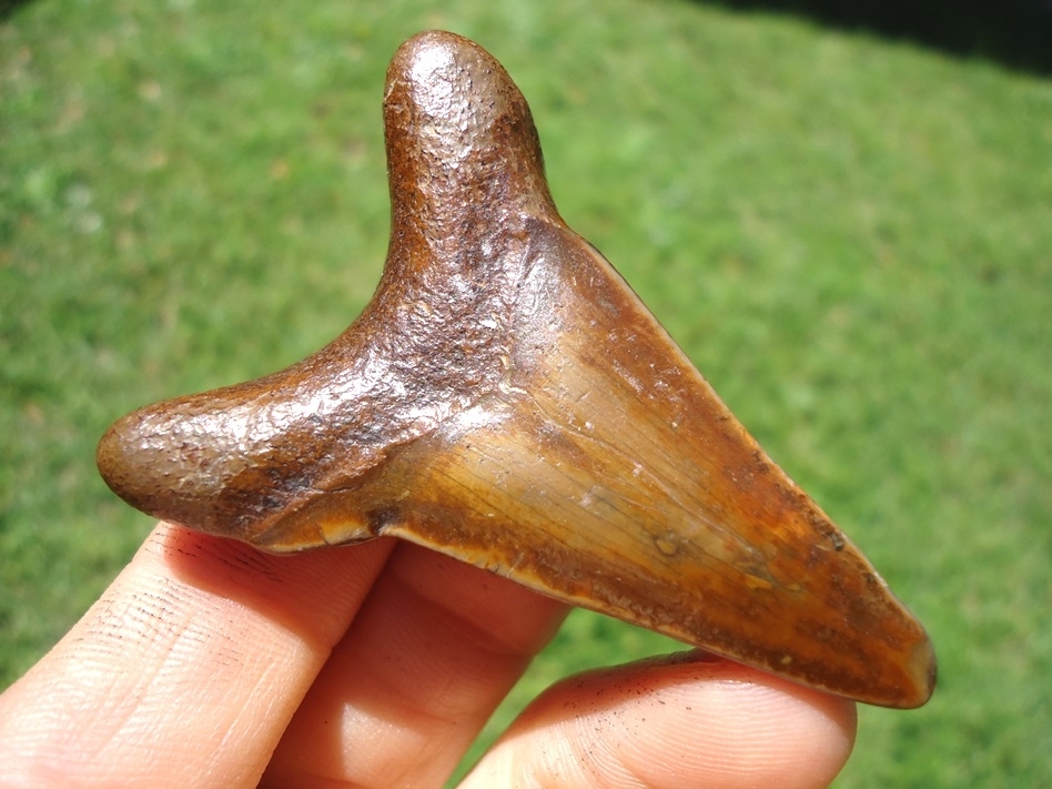Large image 1 Bargain Suwannee River Auriculatus Shark Tooth