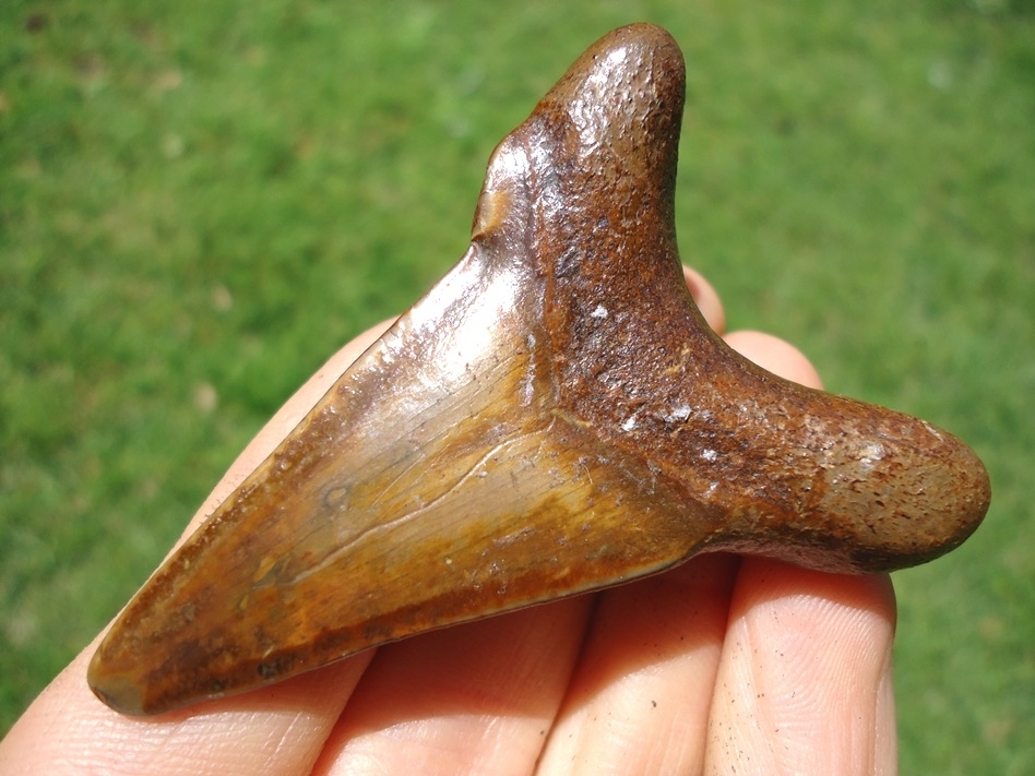 Large image 3 Bargain Suwannee River Auriculatus Shark Tooth