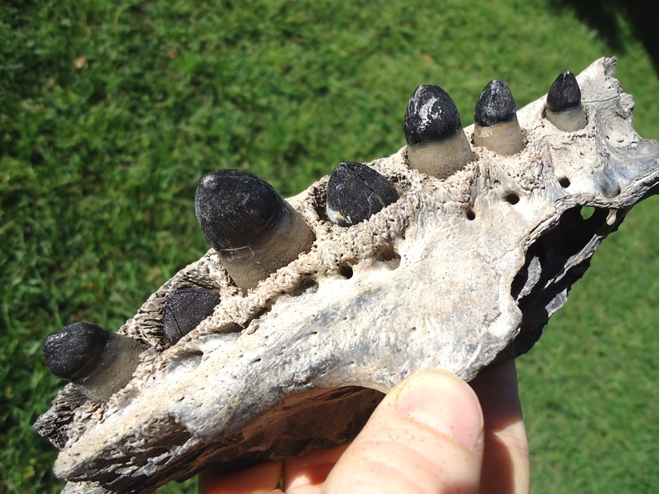 Large image 2 Massive Alligator Maxilla with Seven Original Teeth