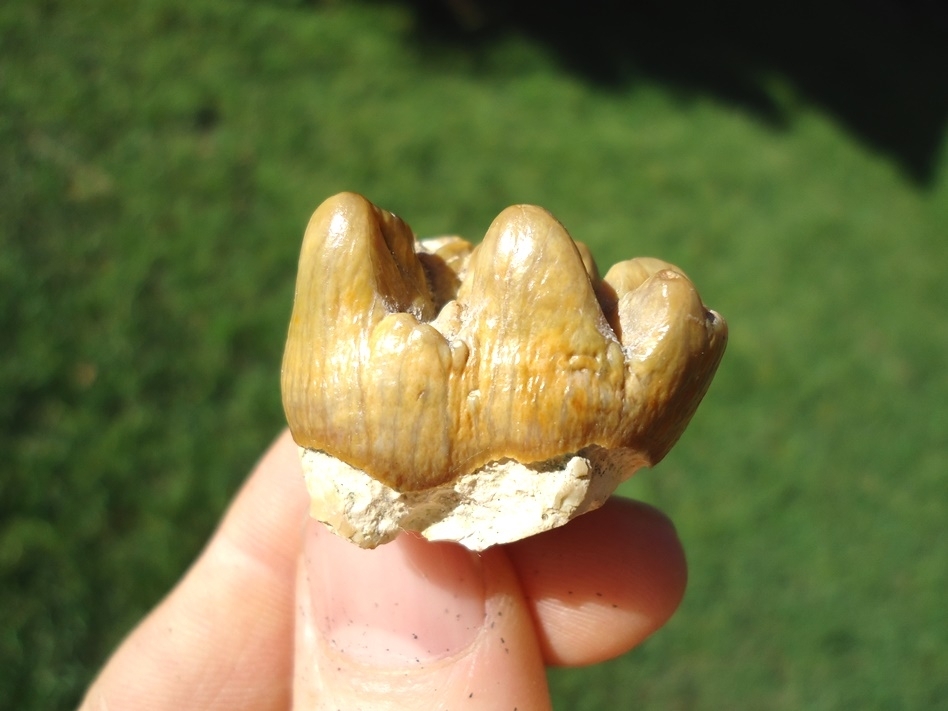 Large image 1 Beautiful Yellow Bone Valley Dugong Tooth