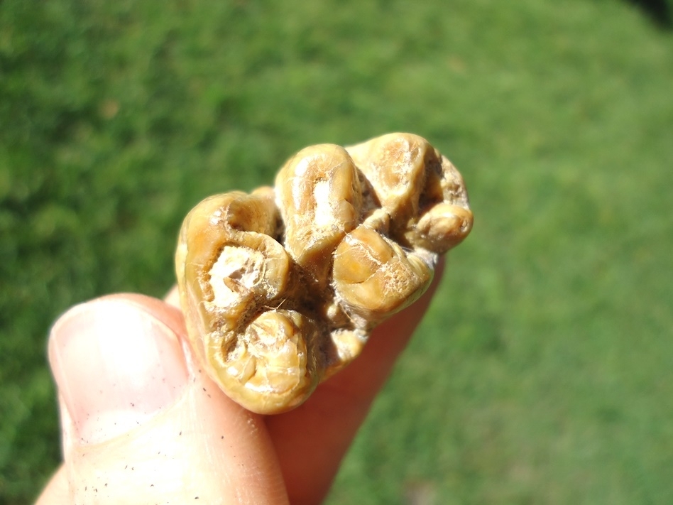 Large image 2 Beautiful Yellow Bone Valley Dugong Tooth