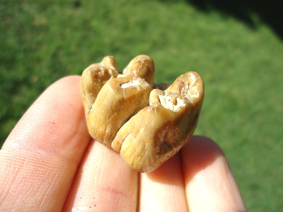 Large image 3 Beautiful Yellow Bone Valley Dugong Tooth