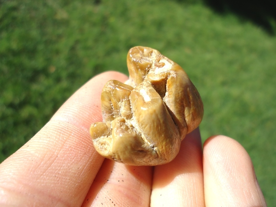 Large image 4 Beautiful Yellow Bone Valley Dugong Tooth