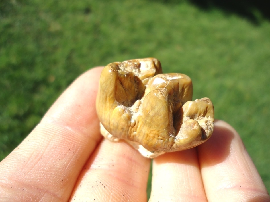 Large image 5 Beautiful Yellow Bone Valley Dugong Tooth