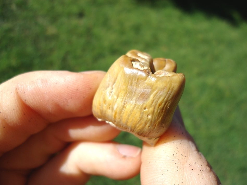 Large image 6 Beautiful Yellow Bone Valley Dugong Tooth