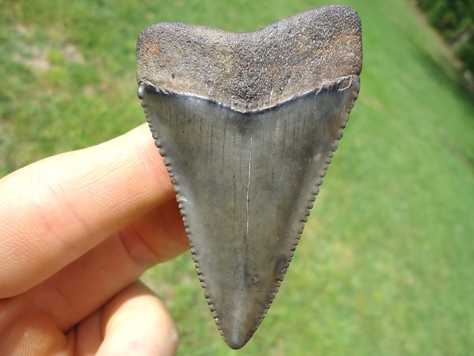 Large image 1 Massive 2.54' Florida Great White Shark Tooth