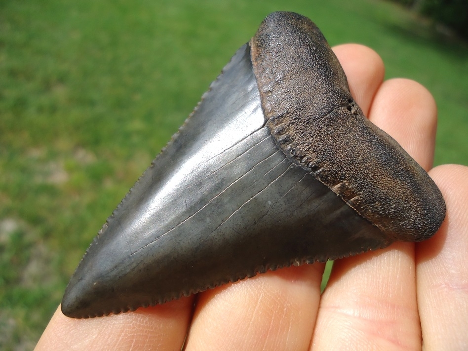 Large image 2 Massive 2.54' Florida Great White Shark Tooth