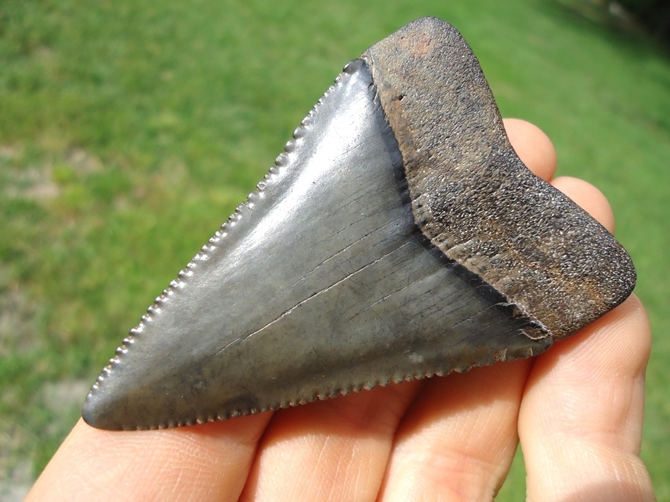 Large image 3 Massive 2.54' Florida Great White Shark Tooth