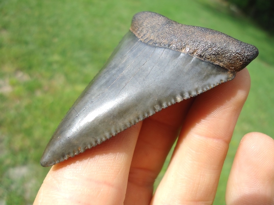 Large image 4 Massive 2.54' Florida Great White Shark Tooth