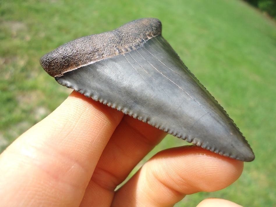 Large image 5 Massive 2.54' Florida Great White Shark Tooth