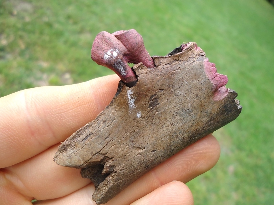 Large image 3 Nice Section of Llama Mandible with Premolar Intact