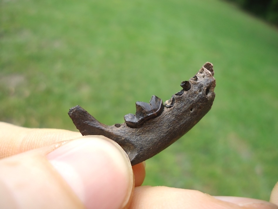 Large image 2 Uncommon American Mink Mandible