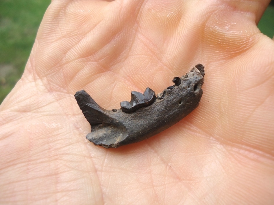 Large image 3 Uncommon American Mink Mandible