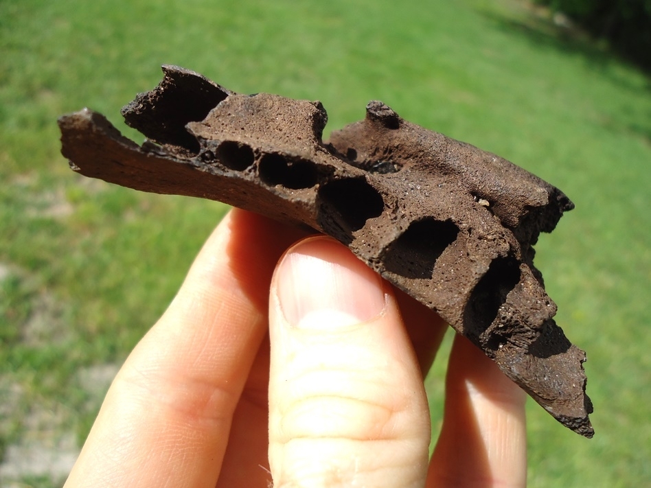 Large image 2 Bizarre Pathological Black Bear Mandible