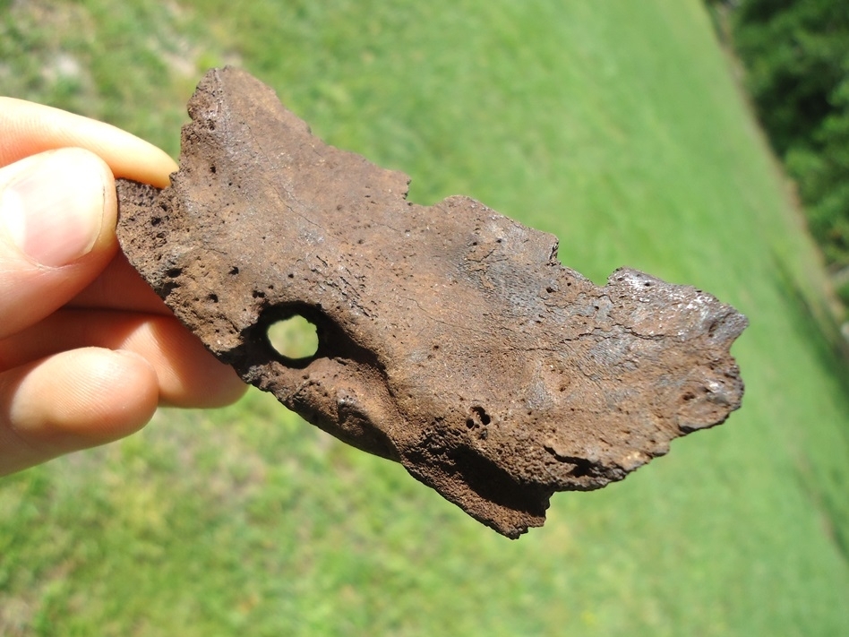 Large image 5 Bizarre Pathological Black Bear Mandible