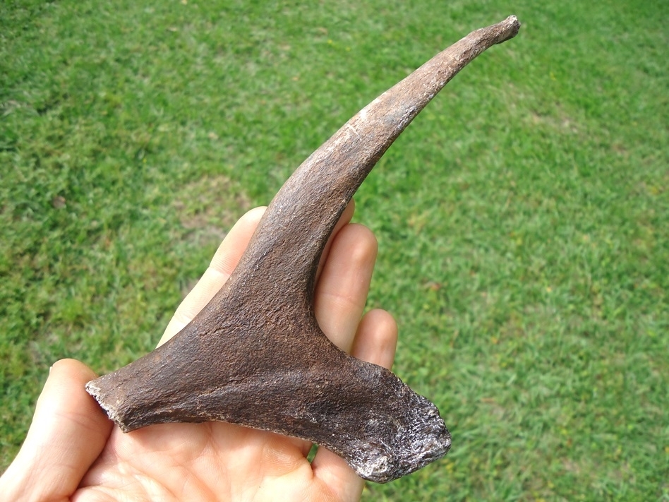 Large image 1 Pathological Deer Antler