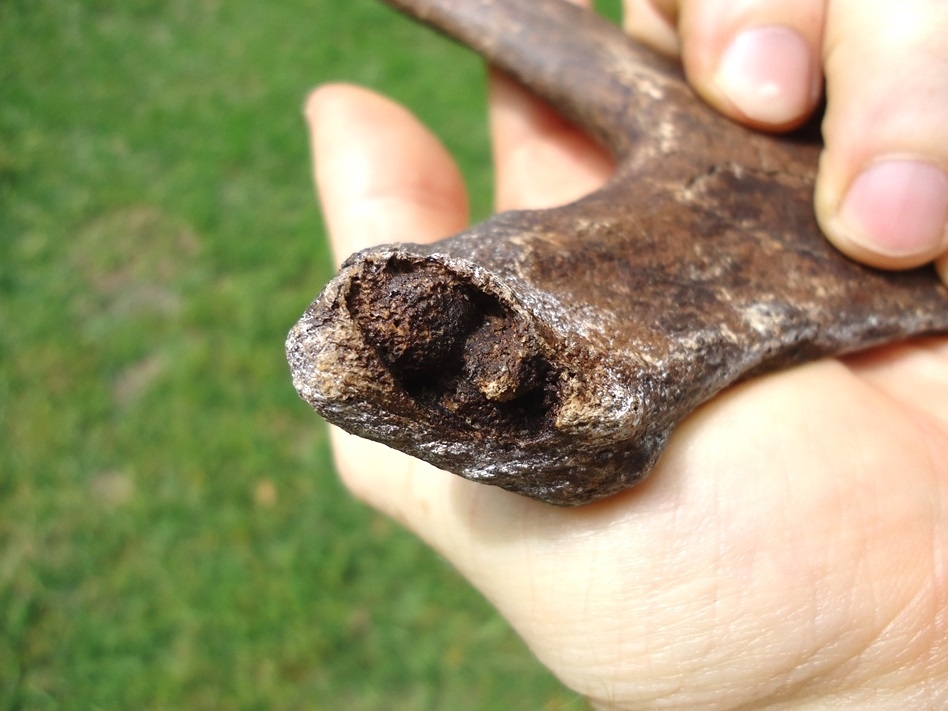 Large image 2 Pathological Deer Antler