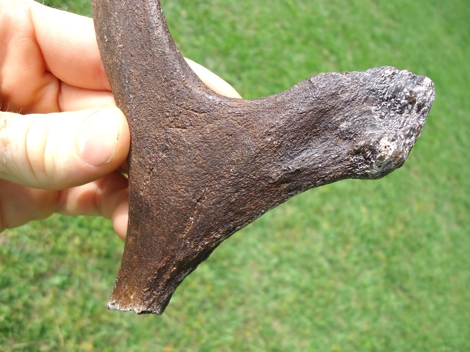 Large image 4 Pathological Deer Antler