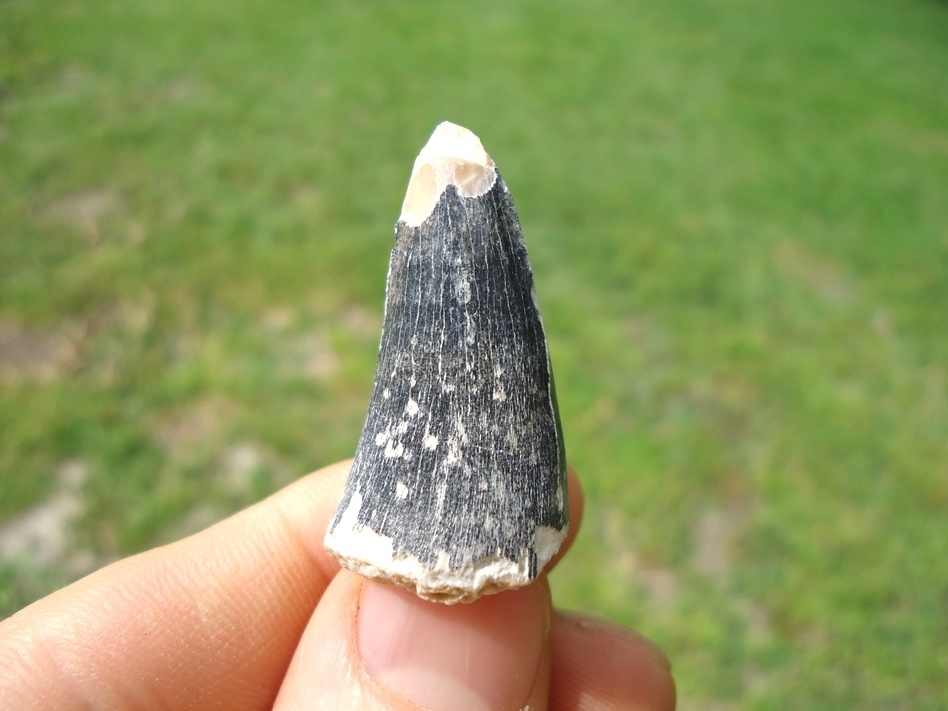 Large image 1 Large Bone Valley Crocodile Tooth