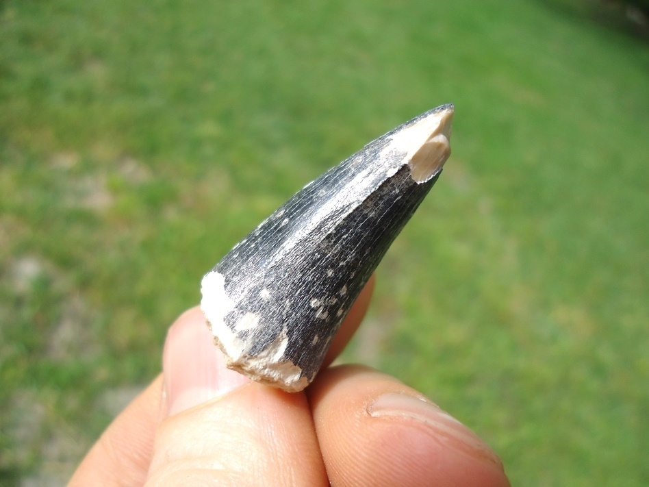 Large image 2 Large Bone Valley Crocodile Tooth