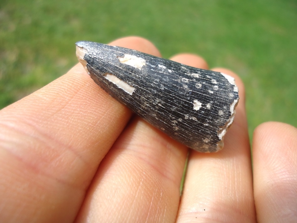 Large image 3 Large Bone Valley Crocodile Tooth