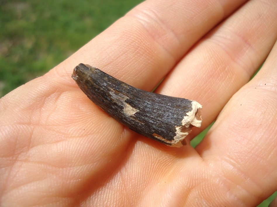 Large image 3 Nice Bone Valley Crocodile Tooth