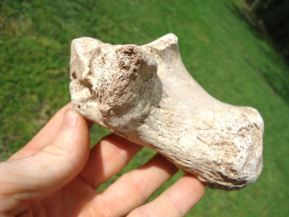 Large image 4 Rare Rhino Calcaneum from Love Site